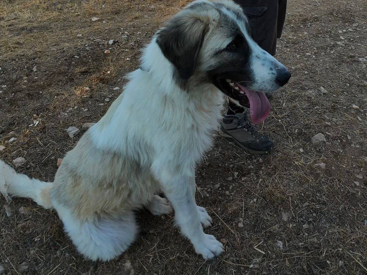 Adotta un cane, taglia grande, maschio, Bari