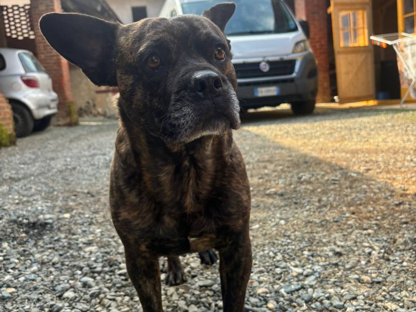 Adotta un cane, taglia media contenuta, maschio, Milano