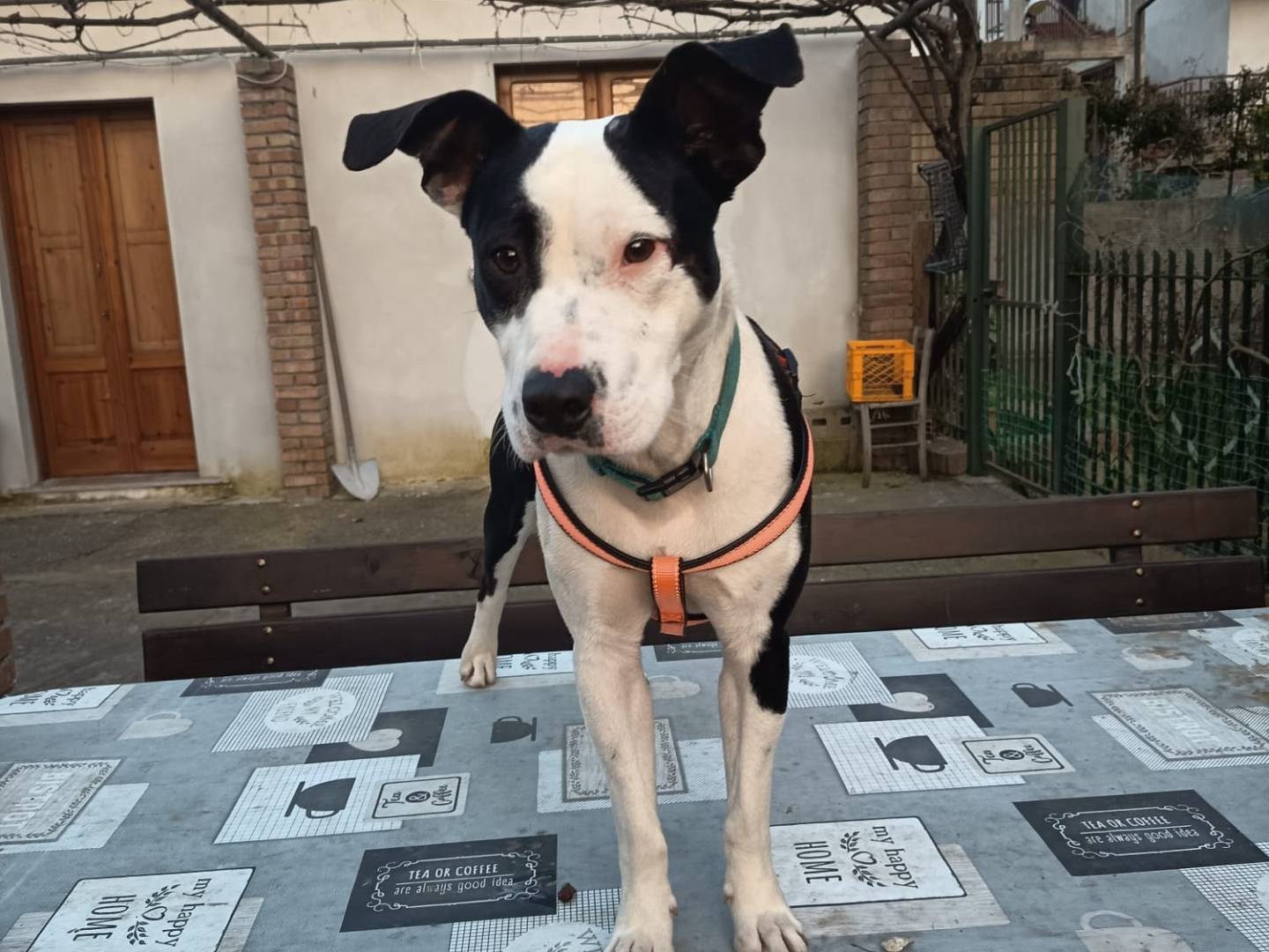 Adozione cane, maschio, Razza sconosciuta Razza sconosciuta, 1 anno, taglia media, Firenze