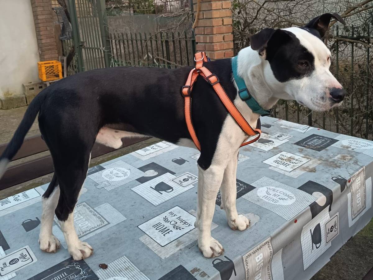 Adotta un cane, maschio, 1 anno, Firenze