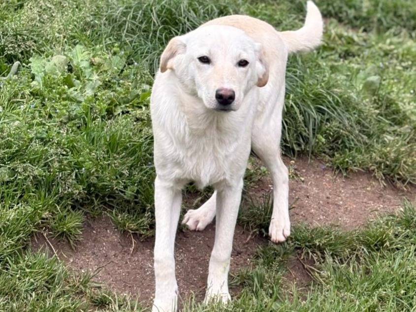 Adozione cane, maschio, Razza sconosciuta Razza sconosciuta, 5 mesi, taglia media contenuta, Bologna