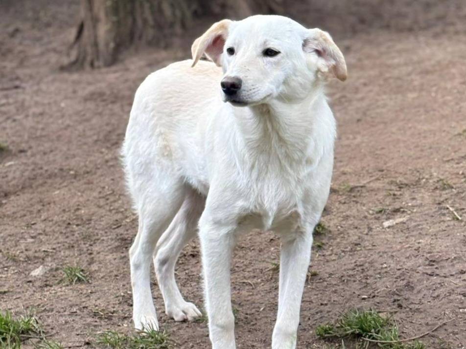 Adotta un cane, maschio, 5 mesi, Bologna