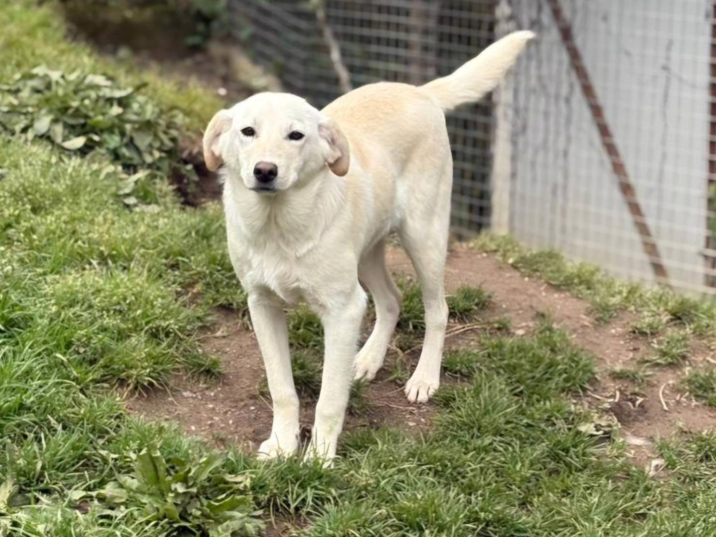 Adotta un cane, taglia media contenuta, maschio, Bologna