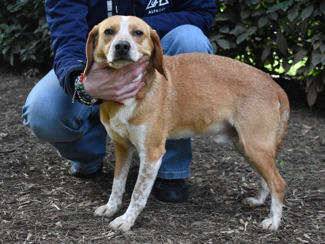 Adotta un cane, maschio, 4 anni e 4 mesi, Roma