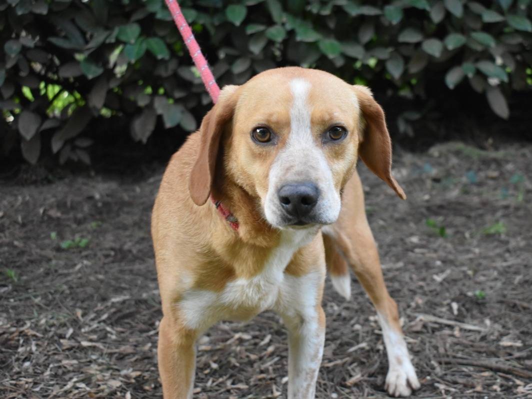 Adotta un cane, taglia piccola, maschio, Roma