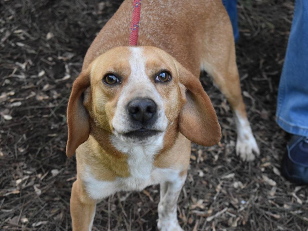 Vuoi adottare un cane a Roma?