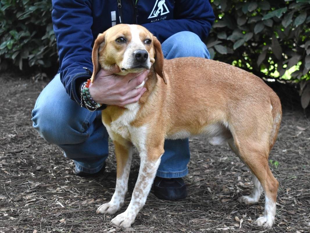 Adotta il cane cecilius a Roma