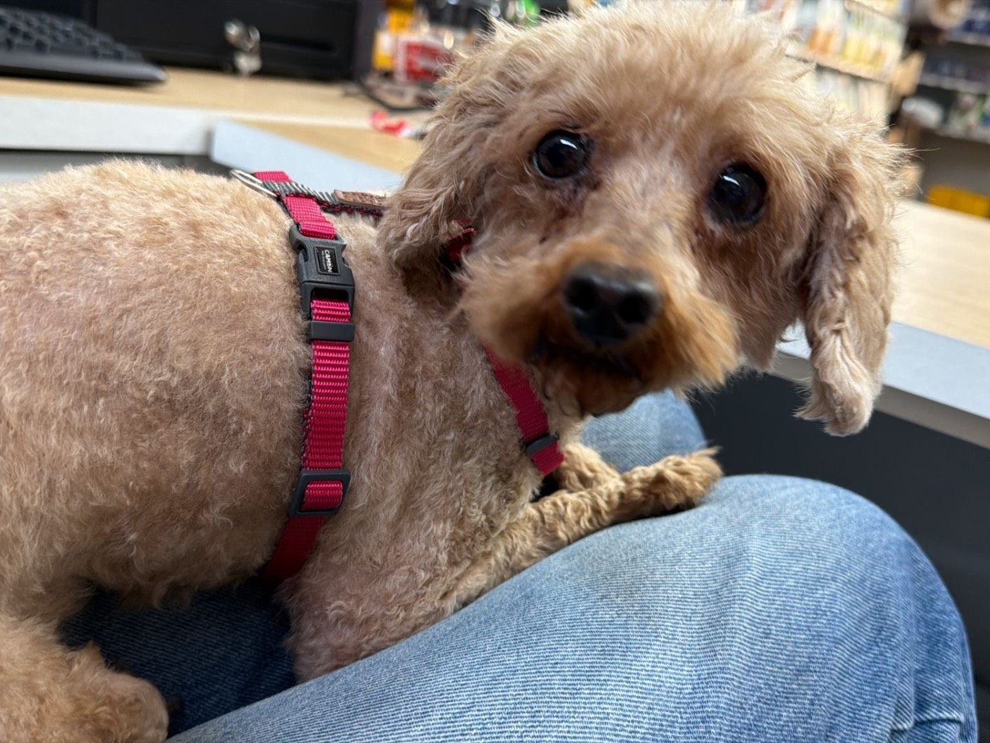 Adozione cane, femmina, Barbone Razza sconosciuta, 6 anni e 1 mese, taglia piccola, Matera