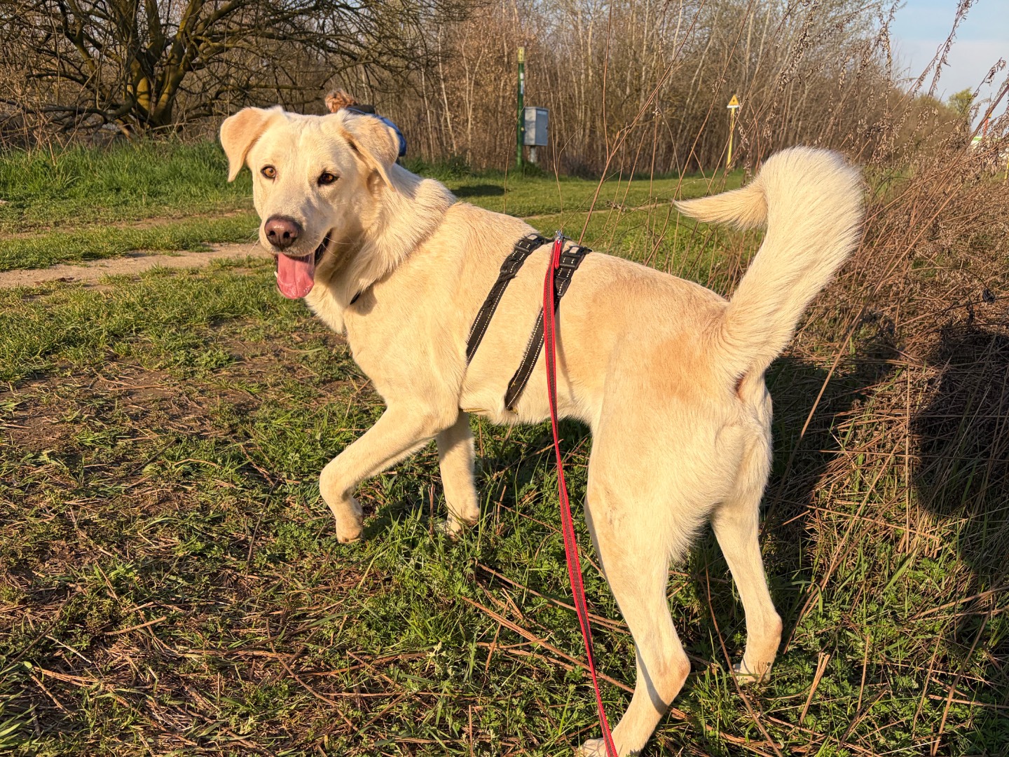 Adozione cane, maschio, Razza sconosciuta Razza sconosciuta, 1 anno e 1 mese, taglia media, Milano