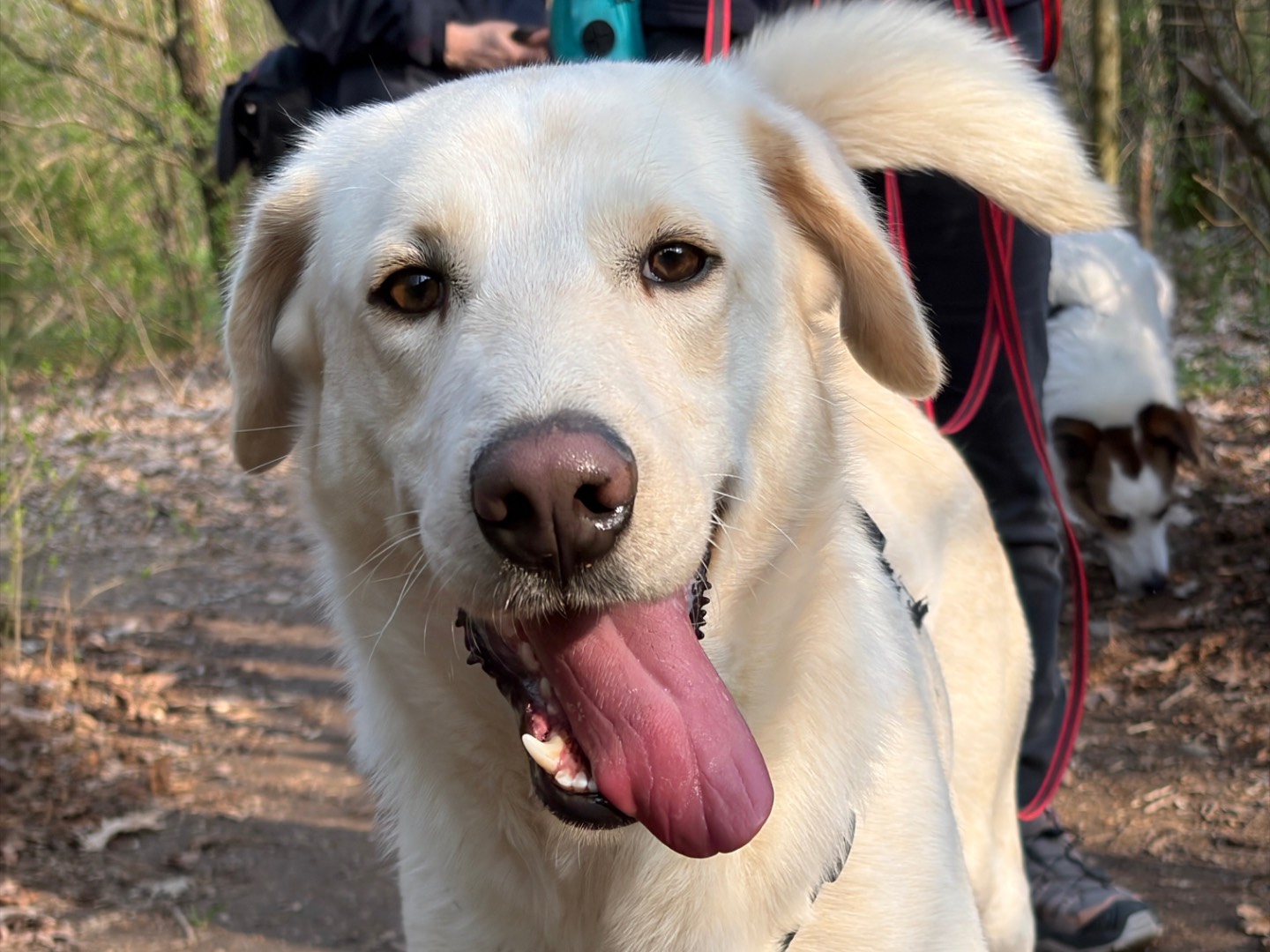 Adotta un cane, maschio, 1 anno e 1 mese, Milano
