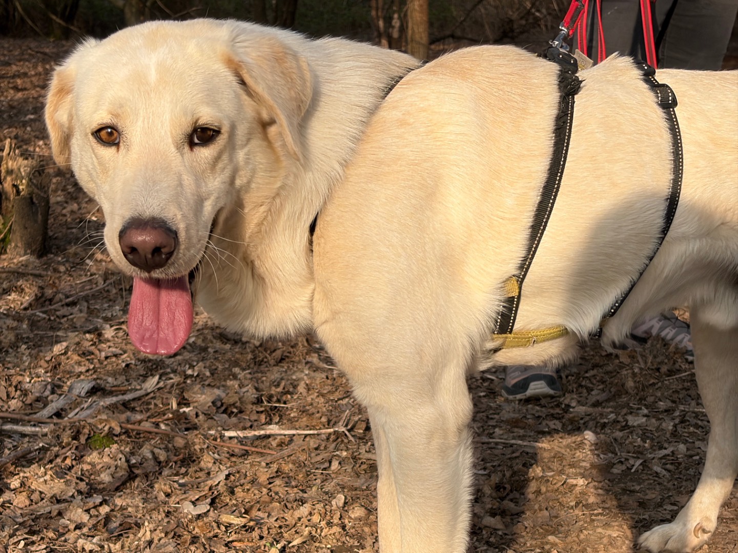 Adotta un cane, taglia media, maschio, Milano