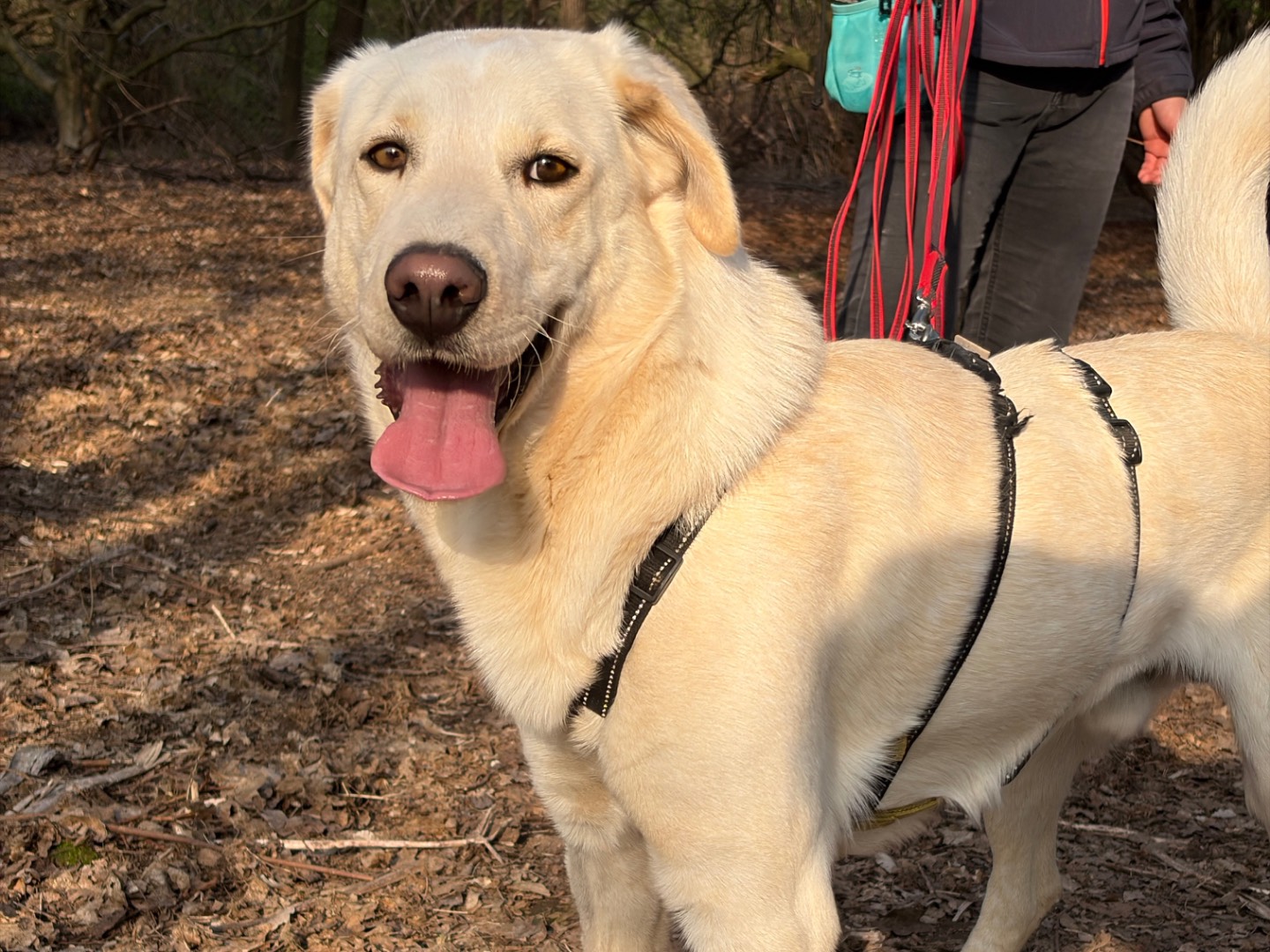 Vuoi adottare un cane a Milano?