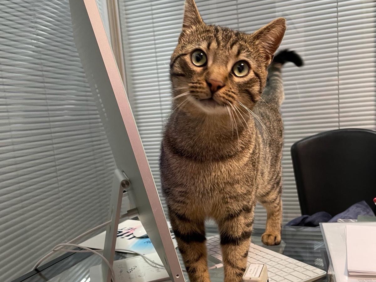 Adozione gatto, maschio, Razza sconosciuta Razza sconosciuta, 1 anno e 3 mesi, taglia non valida, Roma