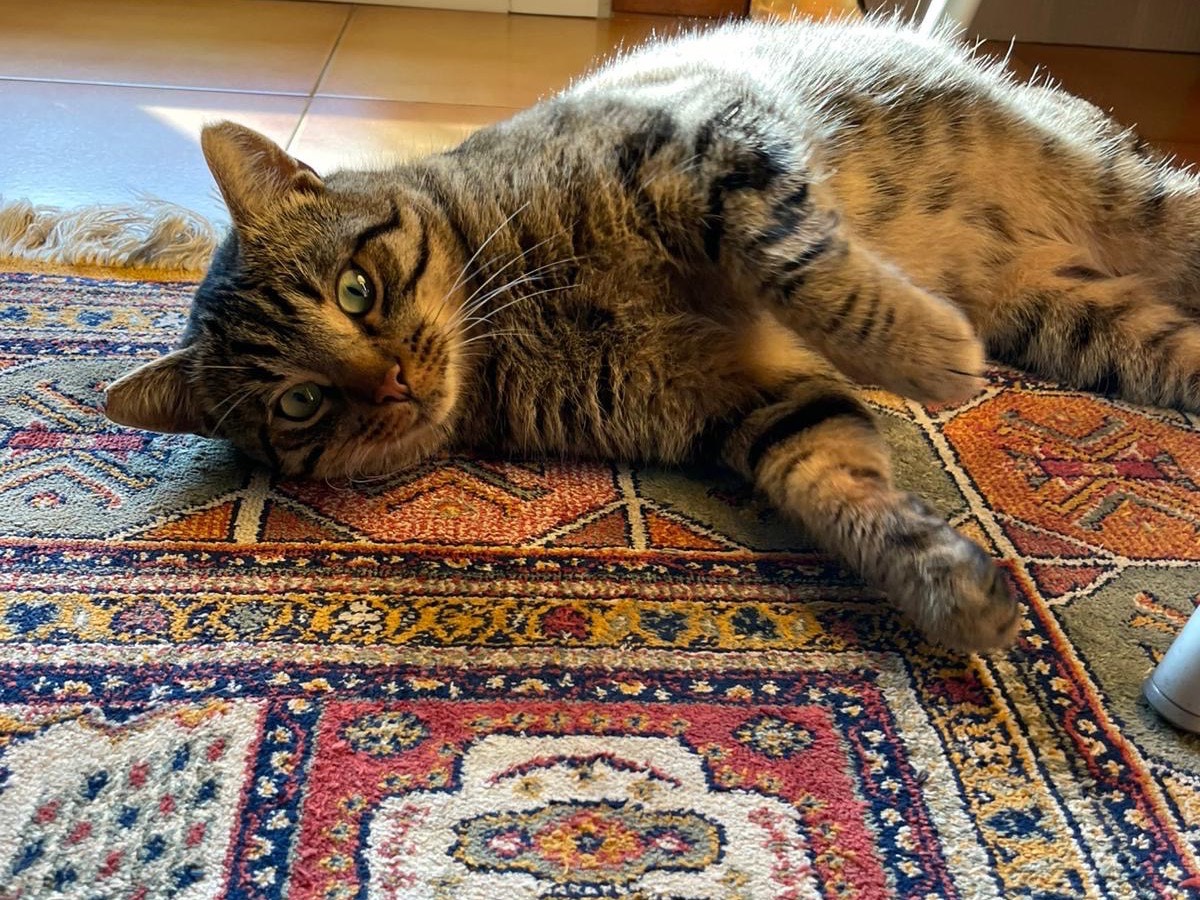 Adotta un gatto, maschio, 1 anno e 3 mesi, Roma