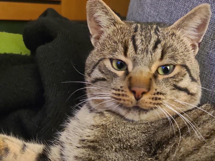 Adotta un gatto, taglia non valida, maschio, Roma