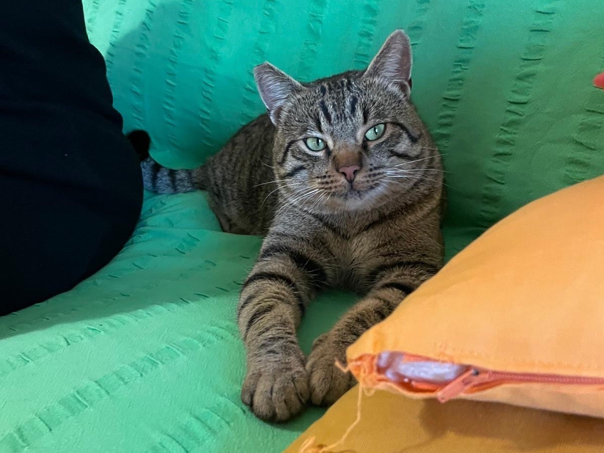 Vuoi adottare un gatto a Roma?