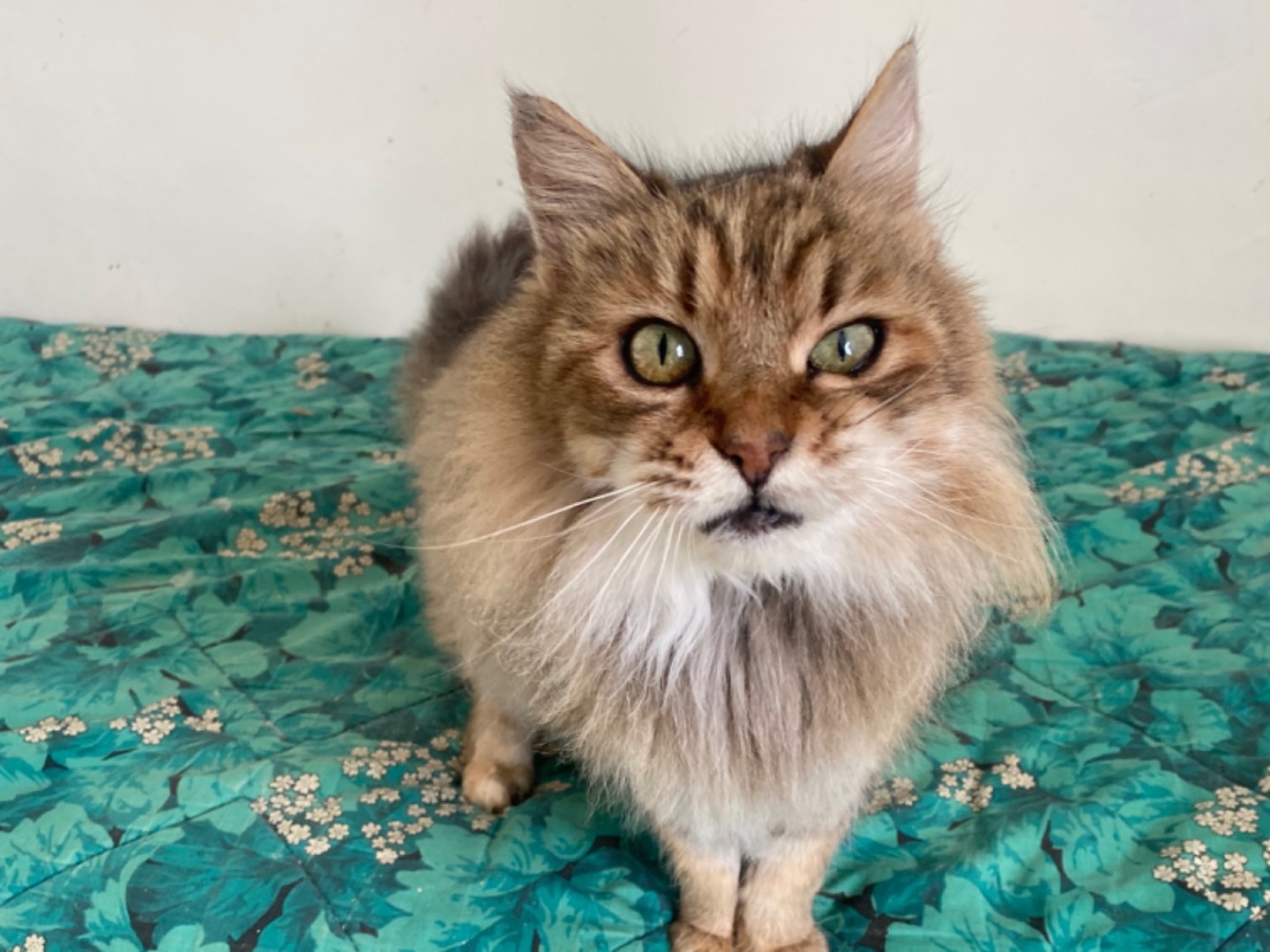 Adotta il gatto Kira a Teramo