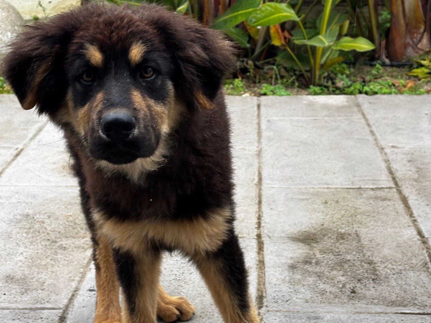 Adozione cane, maschio, Razza sconosciuta Razza sconosciuta, 4 mesi, taglia media, Matera