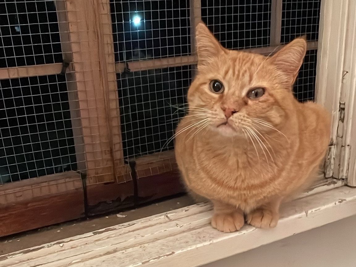 Adotta il gatto Supplì  a Roma