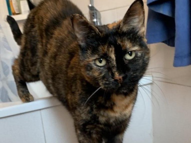 Vuoi adottare un gatto a Roma?