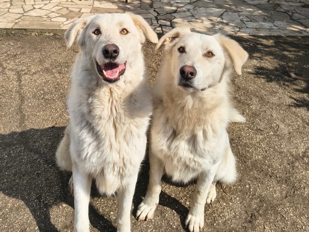 Adozione cane, maschio, Pastore maremmano Razza sconosciuta, 2 anni e 7 mesi, taglia gigante, Teramo