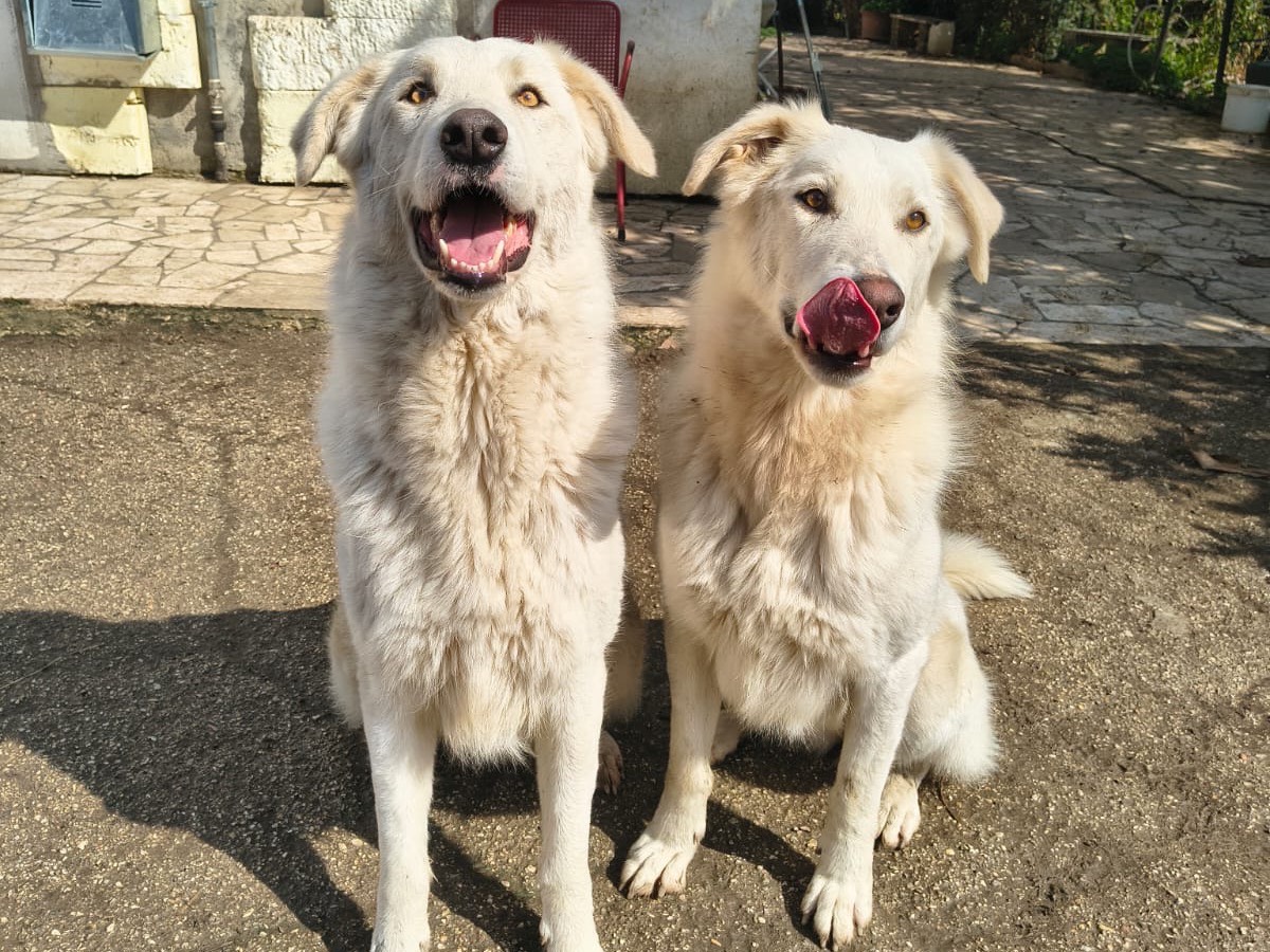 Adotta un cane, maschio, 2 anni e 7 mesi, Teramo
