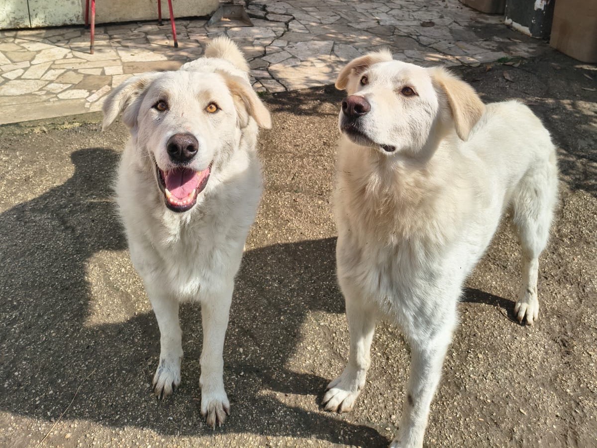 Adotta un cane, taglia gigante, maschio, Teramo