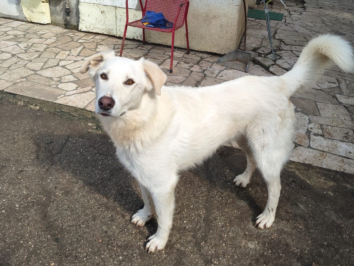 Vuoi adottare un cane a Teramo?