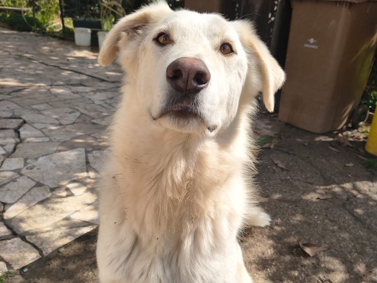 Adotta il cane Achille e Ettore  a Teramo