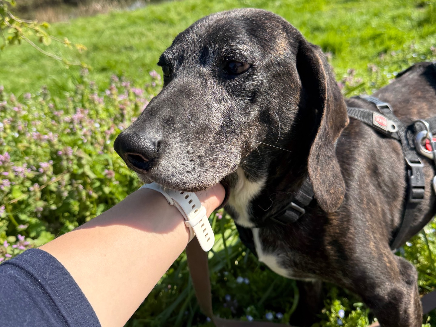 Adotta il cane Giorgio a Milano