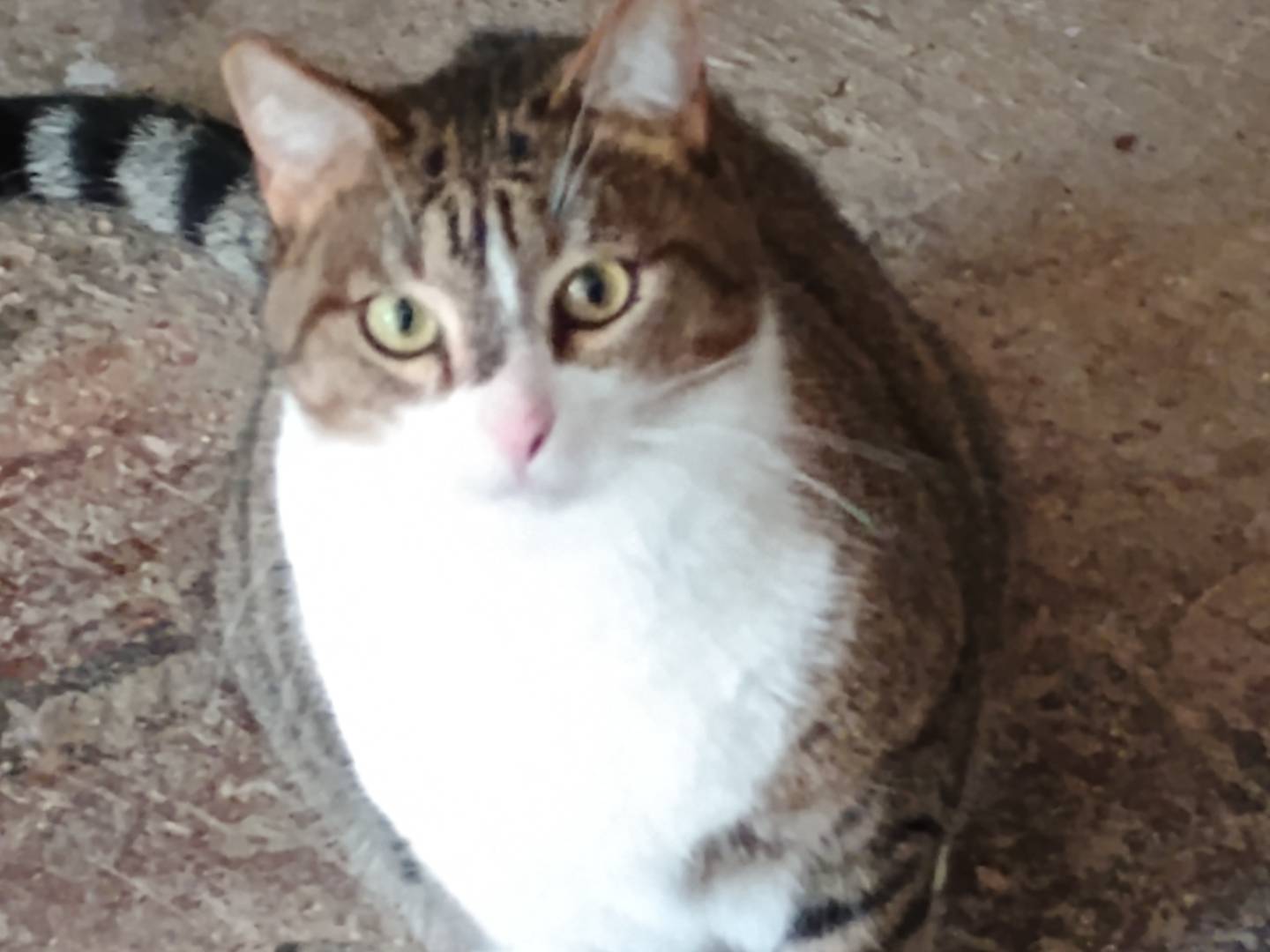 Adotta un gatto, maschio, 4 anni e 9 mesi, Ancona