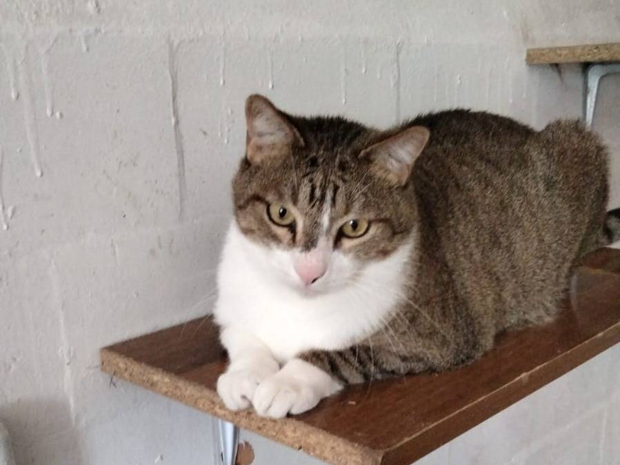 Adotta un gatto, taglia non valida, maschio, Ancona