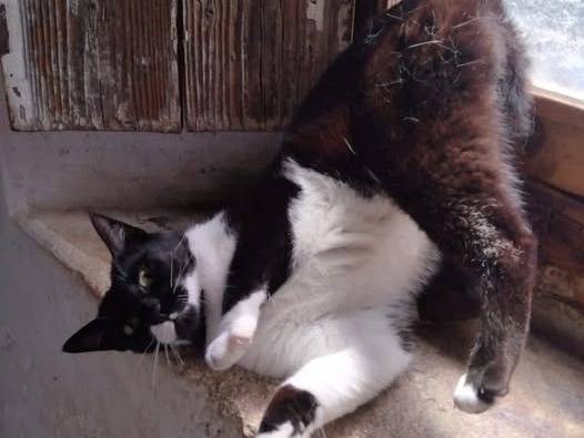 Vuoi adottare un gatto a Ancona?