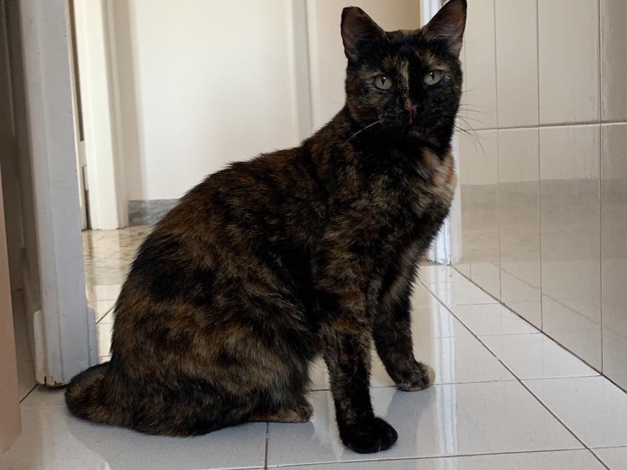 Adotta il gatto Corinne a Roma