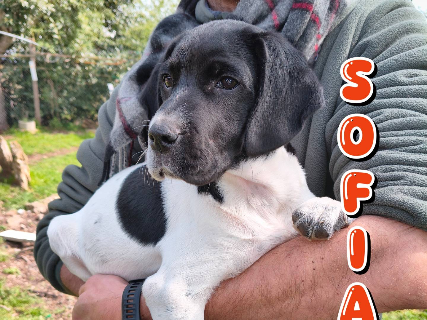 Adozione cane, femmina, Pointer Razza sconosciuta, 2 mesi, taglia grande, Viterbo