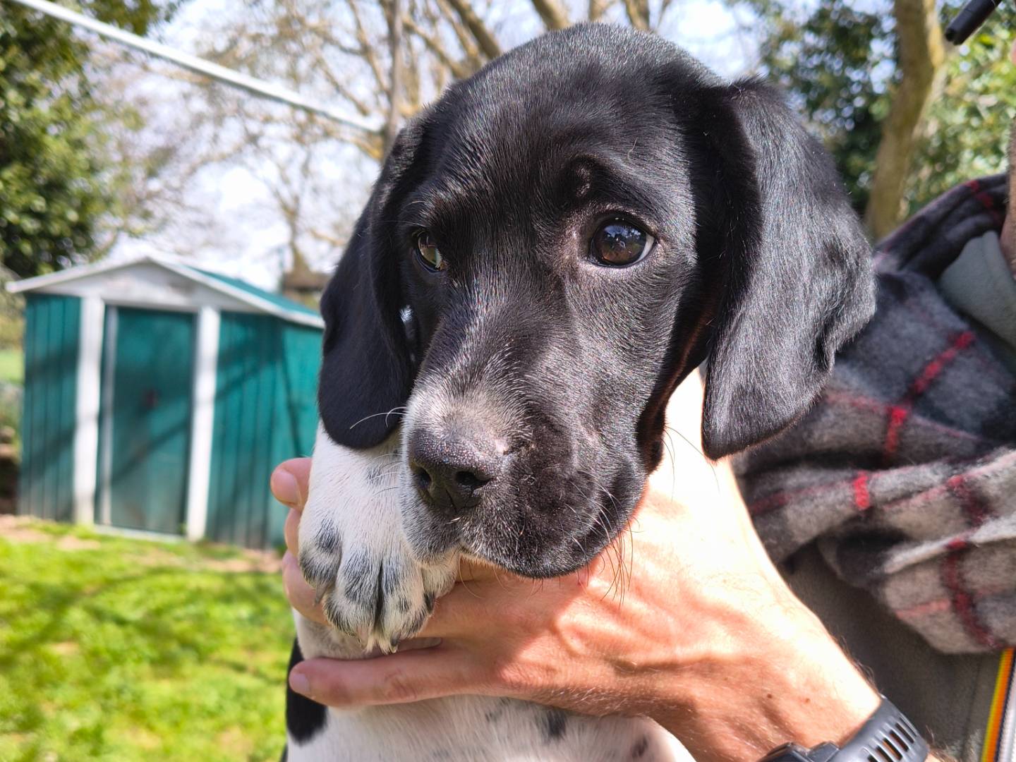 Adotta un cane, femmina, 2 mesi, Viterbo