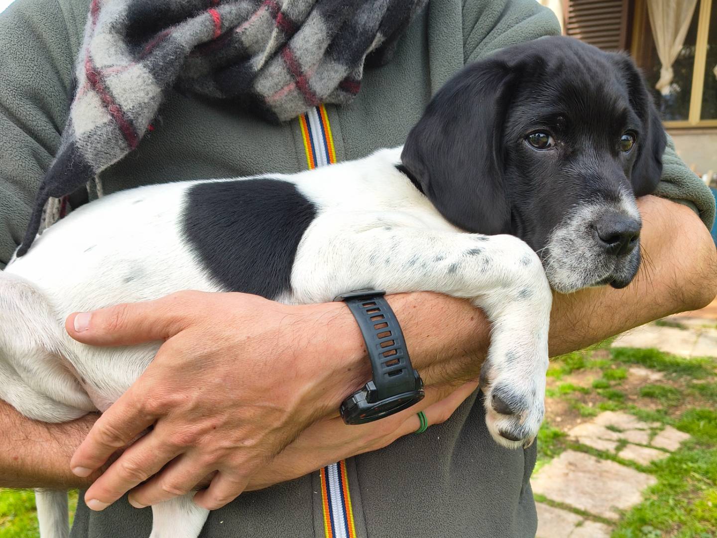 Adotta un cane, taglia grande, femmina, Viterbo