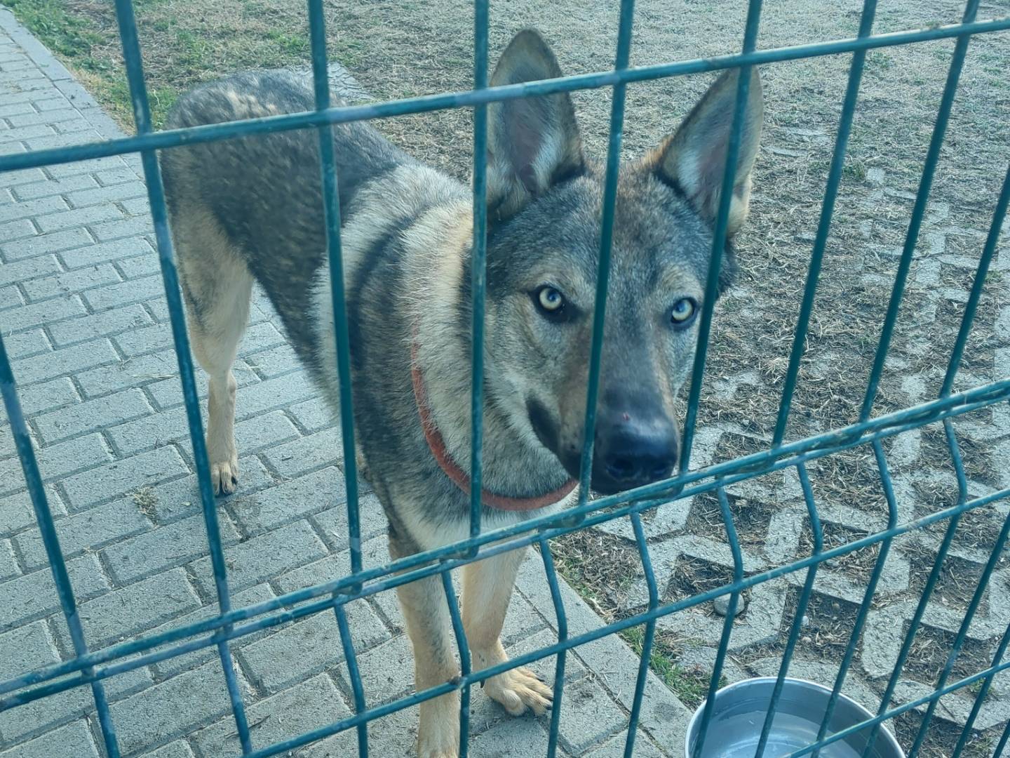 Adozione cane, maschio, Cane lupo Cecoslovacco Razza sconosciuta, 1 anno e 3 mesi, taglia gigante, Torino