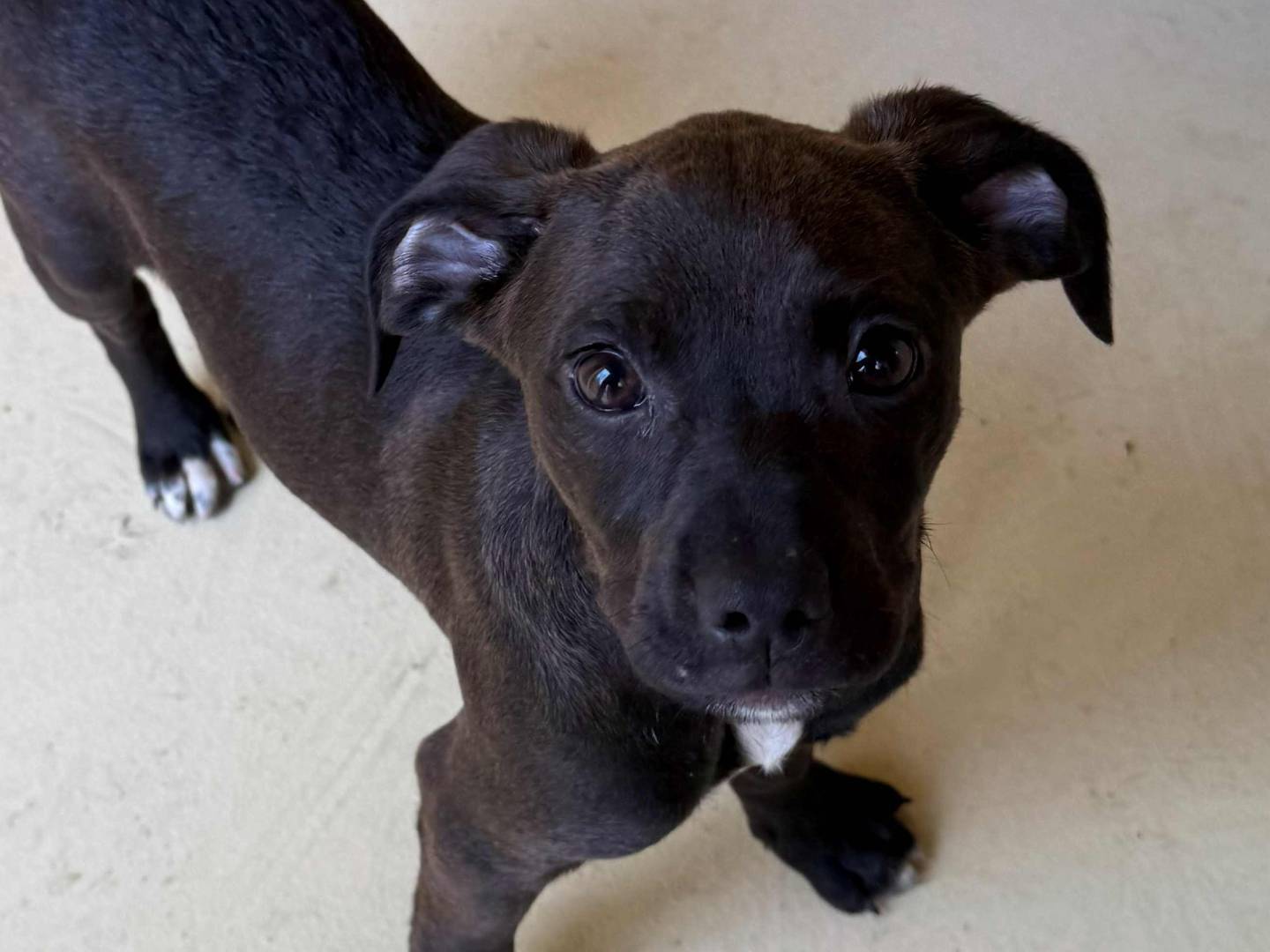 Adozione cane, femmina, Razza sconosciuta Razza sconosciuta, 3 mesi, taglia media, Milano