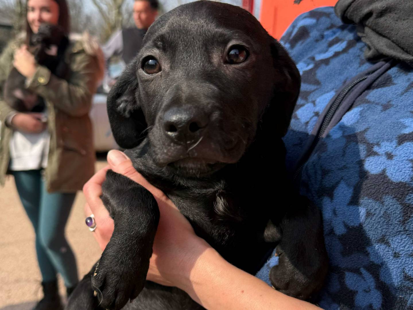 Adotta un cane, femmina, 3 mesi, Milano