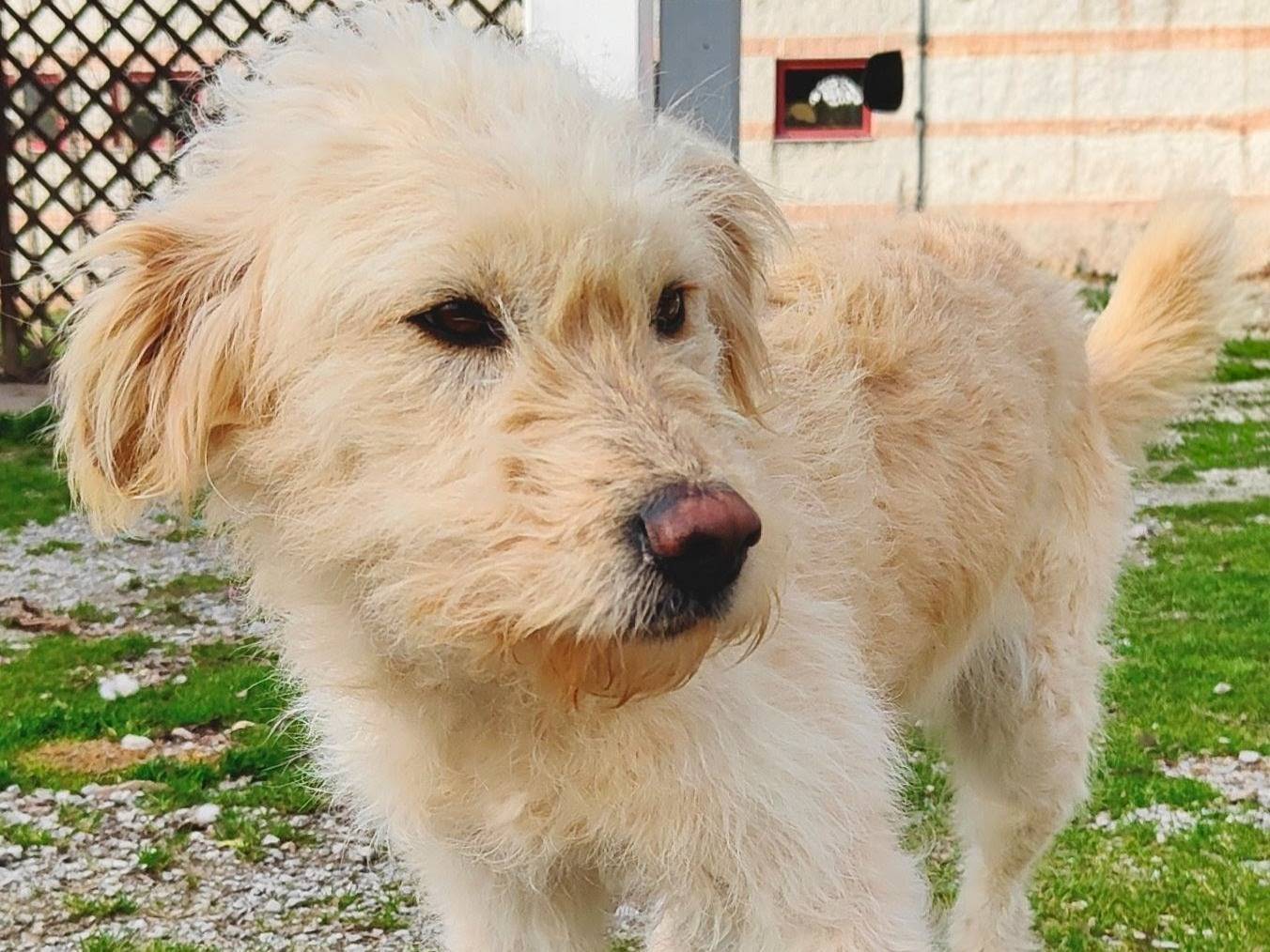Adozione cane, femmina, Razza sconosciuta Razza sconosciuta, 1 anno e 1 mese, taglia media, Cuneo