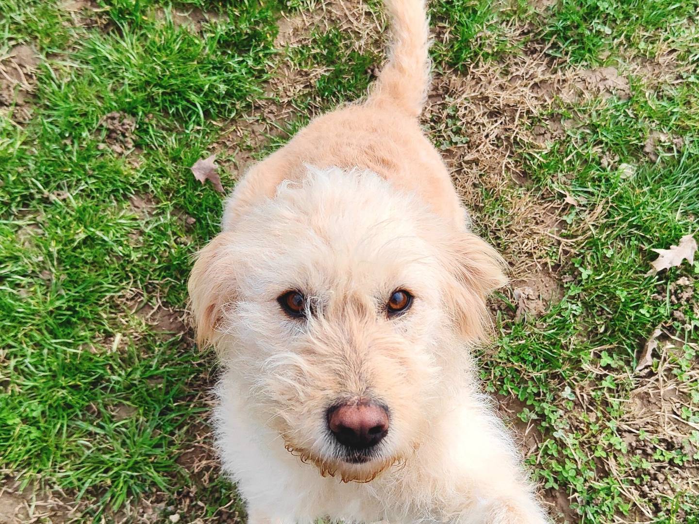 Adotta un cane, femmina, 1 anno e 1 mese, Cuneo