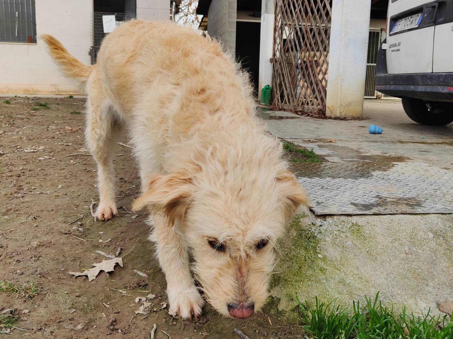 Adotta un cane, taglia media, femmina, Cuneo