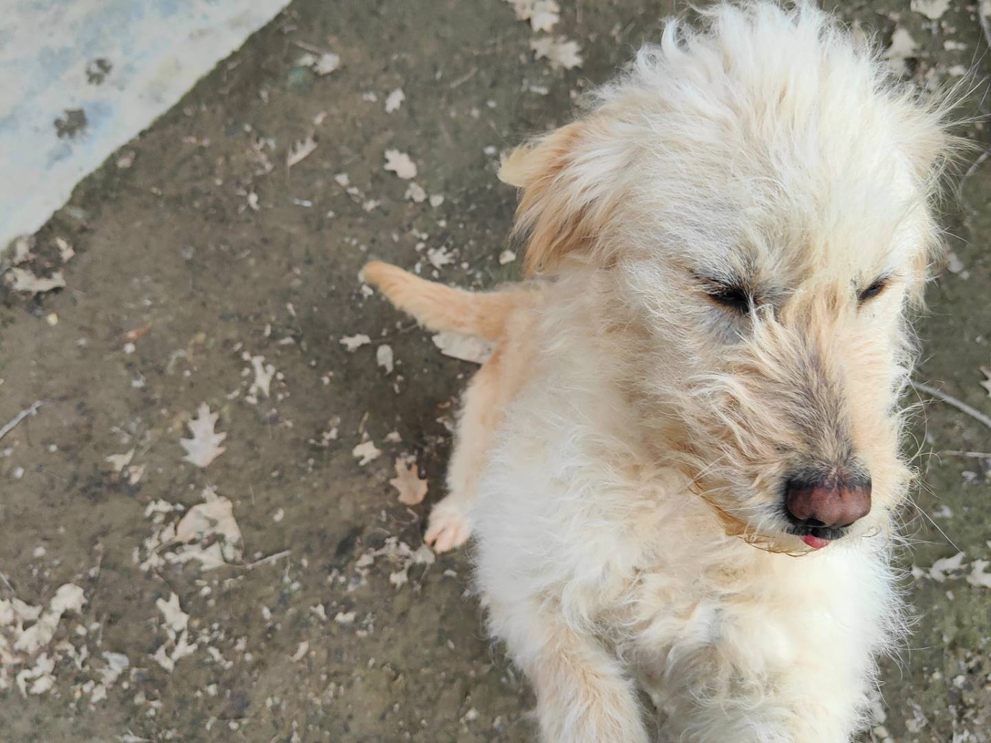 Vuoi adottare un cane a Cuneo?