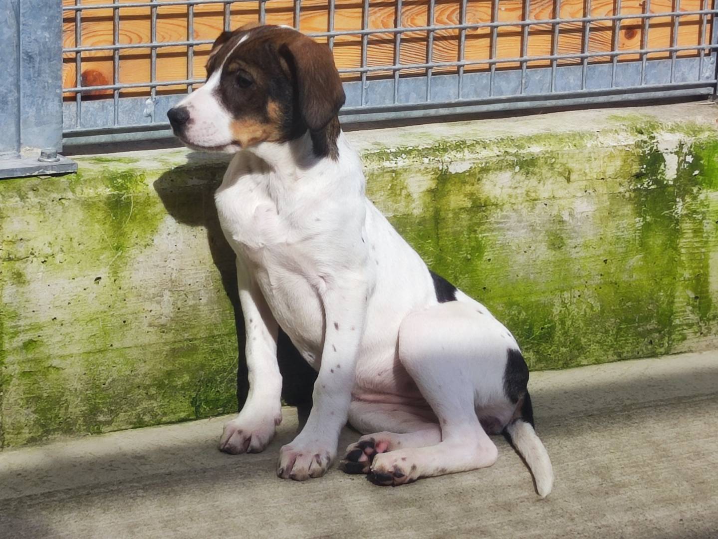 Adotta un cane, femmina, 2 mesi, Milano