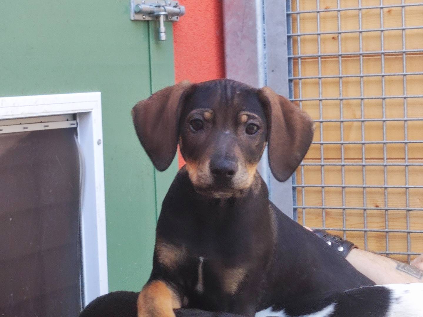 Adotta un cane, taglia media, maschio, Milano