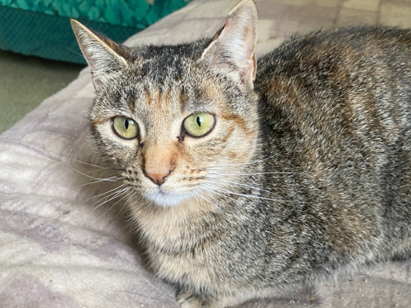 Adozione gatto, femmina, Razza sconosciuta Razza sconosciuta, 2 anni e 2 mesi, taglia non valida, Teramo