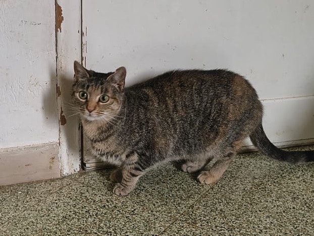 Adotta un gatto, taglia non valida, femmina, Teramo