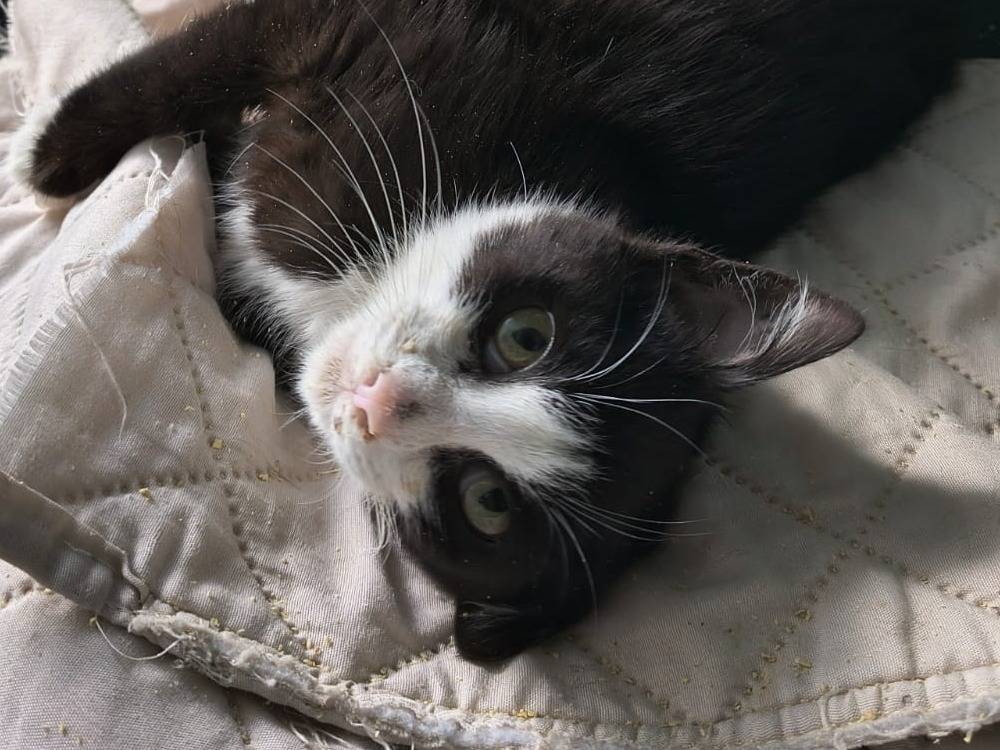 Adozione gatto, maschio, Razza sconosciuta Razza sconosciuta, 3 mesi, taglia non valida, Palermo