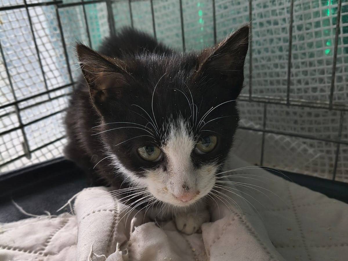 Adotta un gatto, maschio, 3 mesi, Palermo